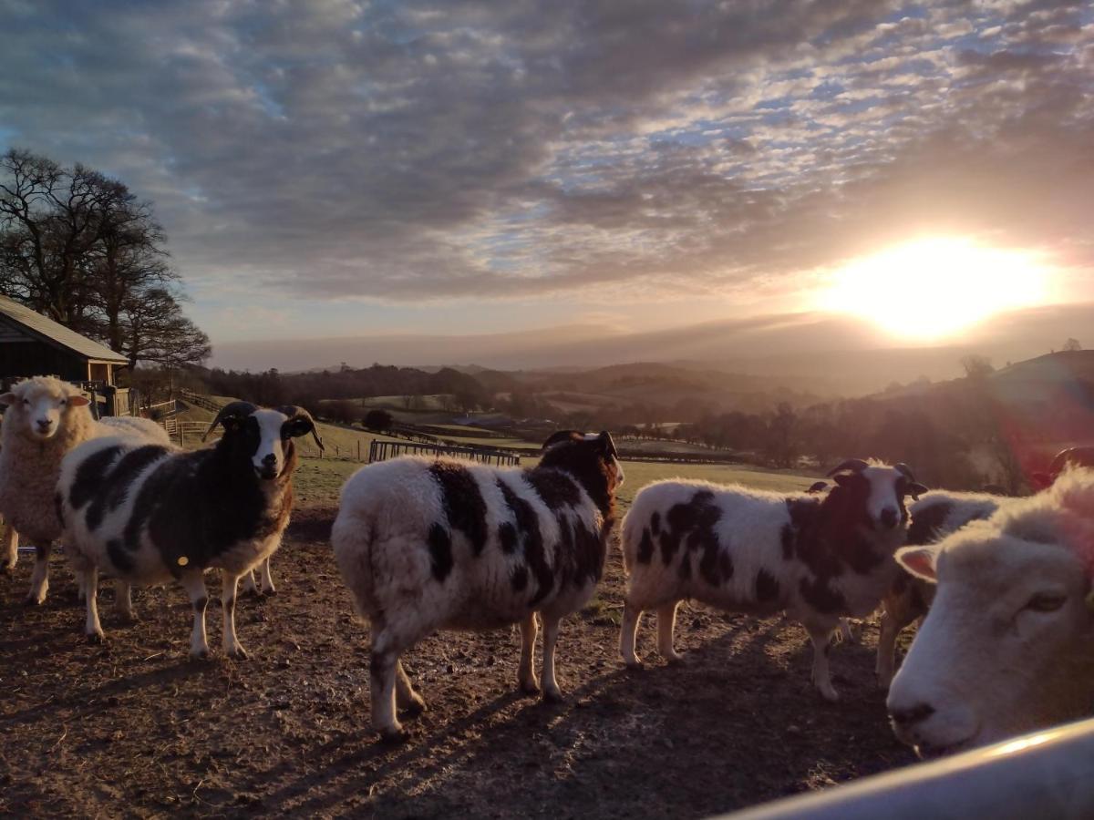 Sheep Dip Cottage - 5* Cyfie Farm, With Log Burner And Private Hot Tub Llanfyllin Exterior photo